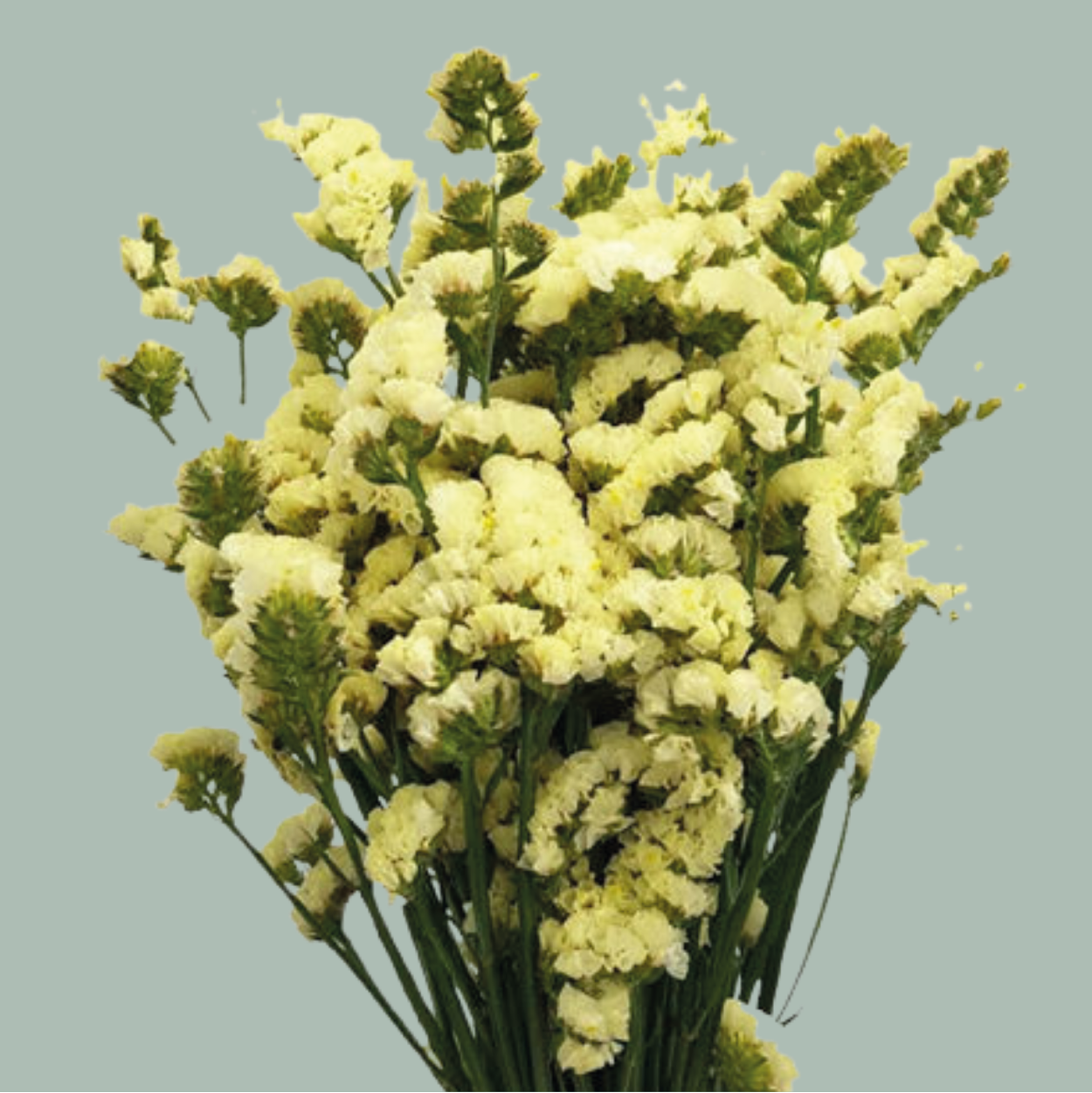 Limonium Statice Yellow