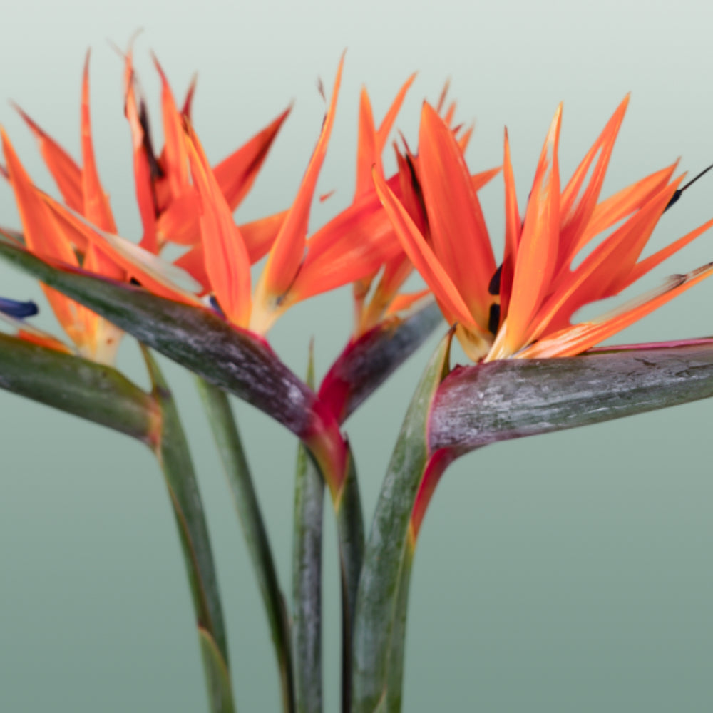 Bird of Paradise (Strelitzia reginae) – 60cm Orange Stems