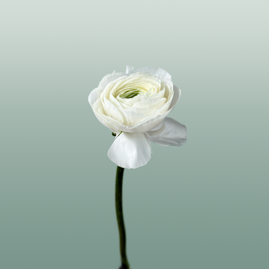 Ranunculus Su Hanoi