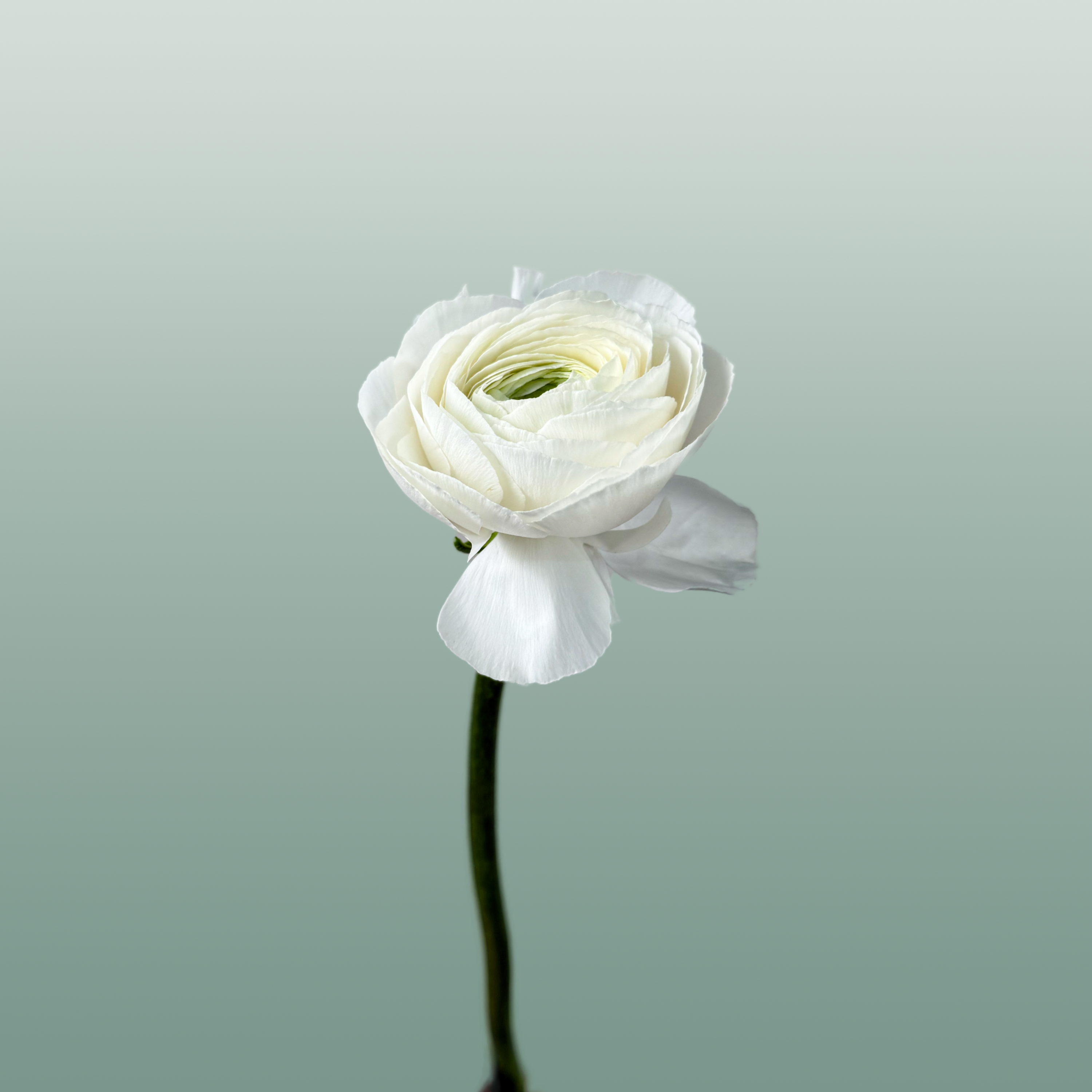 Ranunculus Su Hanoi