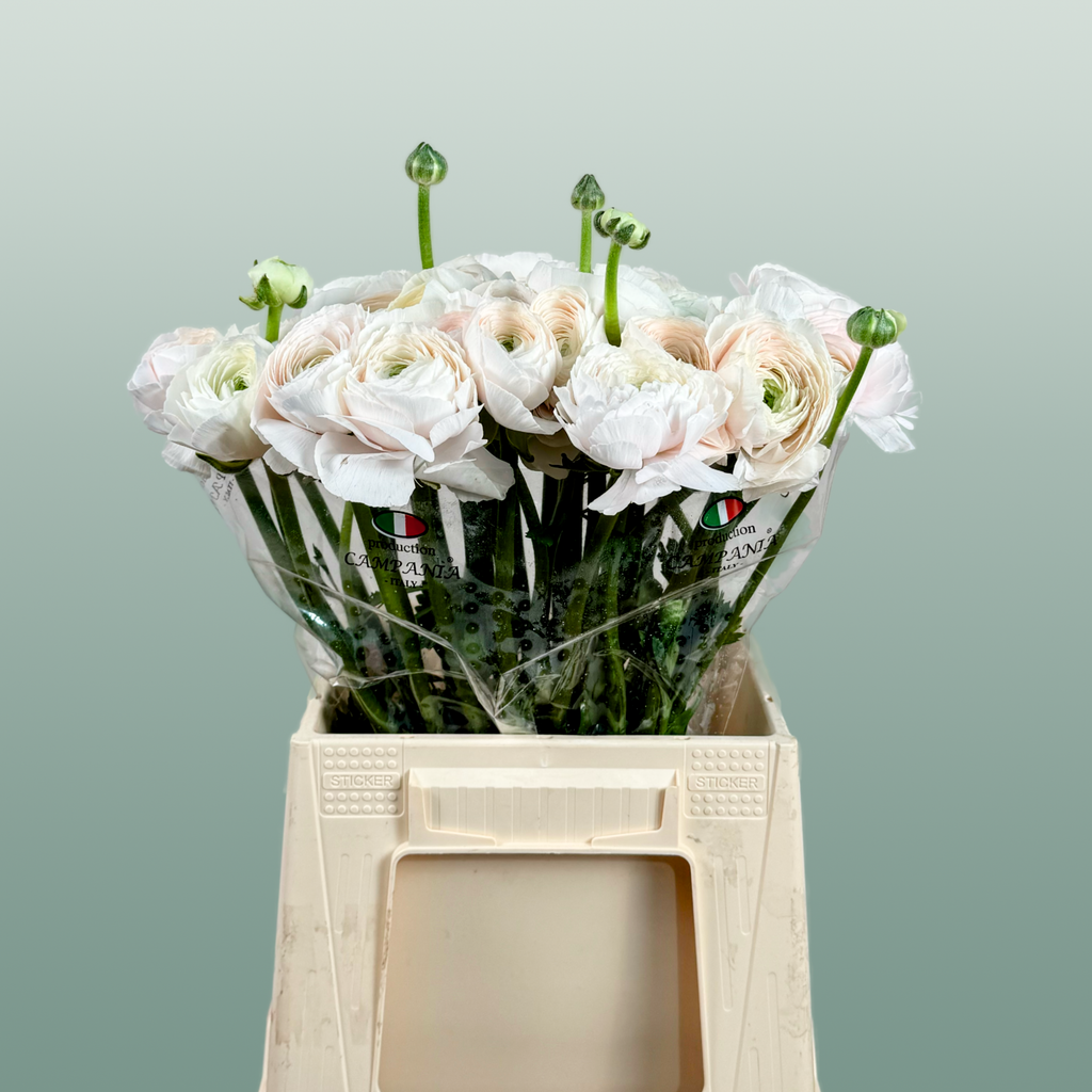 Ranunculus Su Hanoi