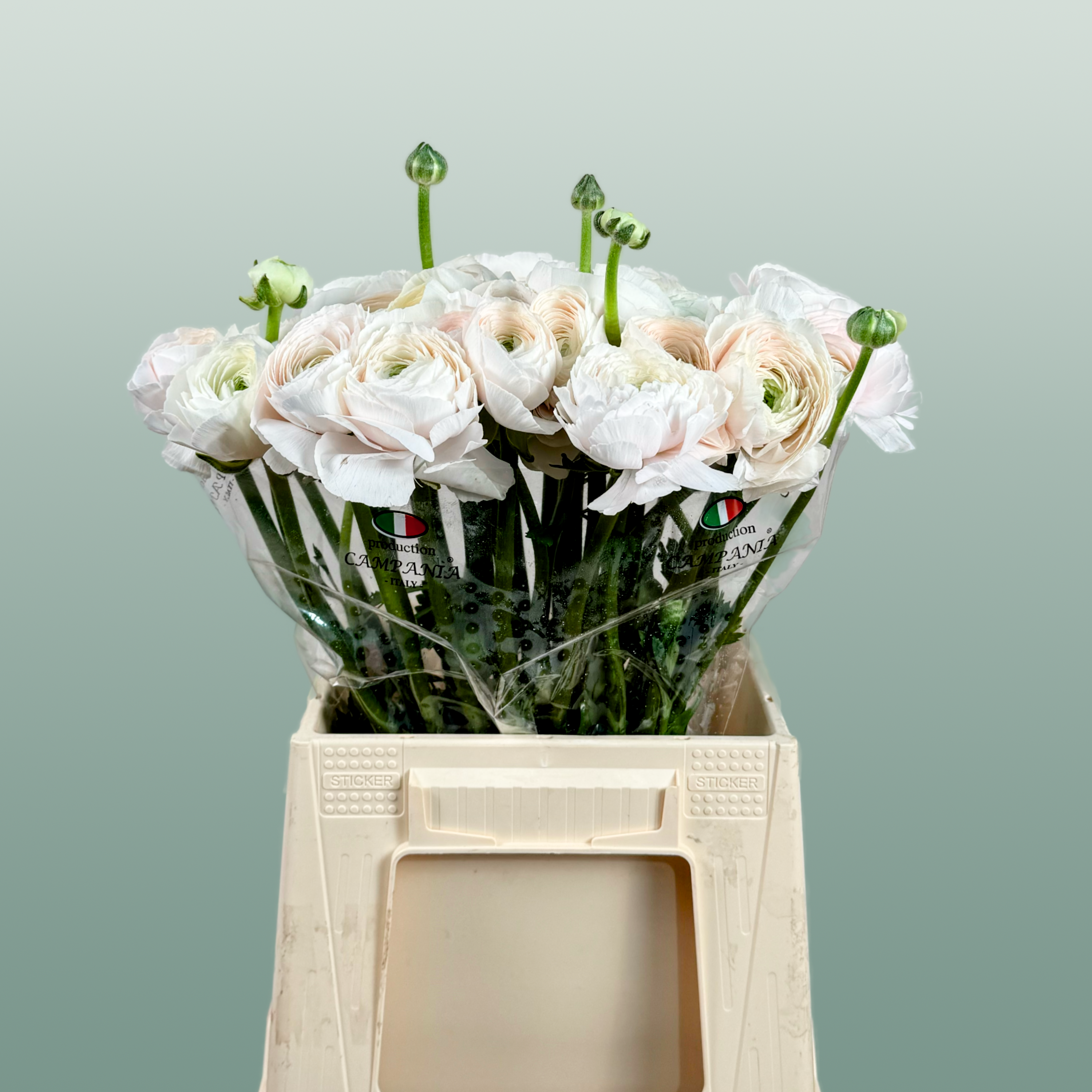 Ranunculus Su Hanoi