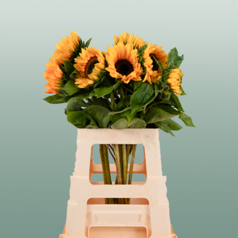 Sunrich Orange Sunflower Stems – 60cm