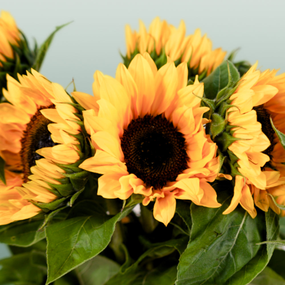 Sunrich Orange Sunflower Stems – 60cm