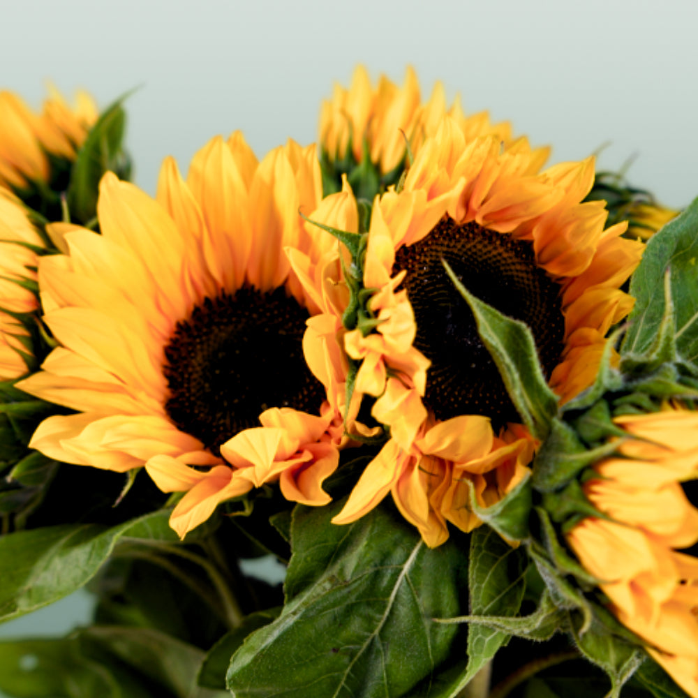 Sunrich Orange Sunflower Stems – 60cm