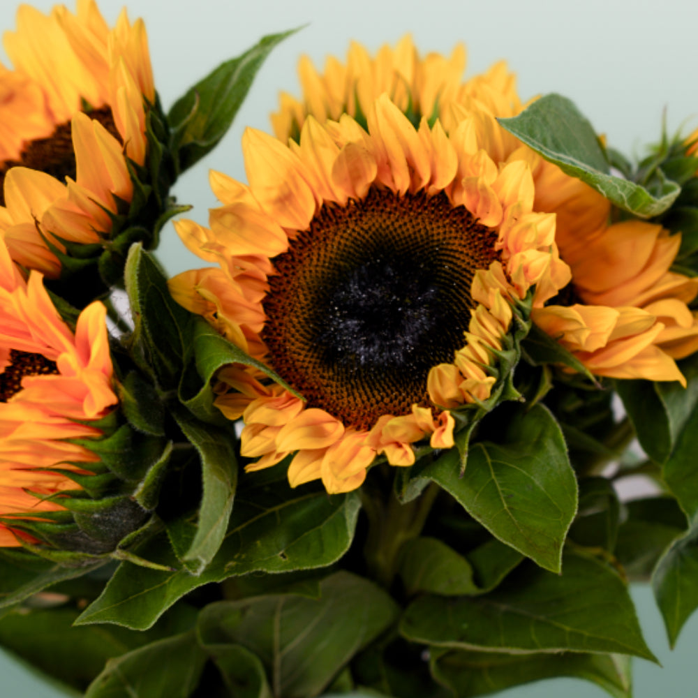 Sunrich Orange Sunflower Stems – 60cm