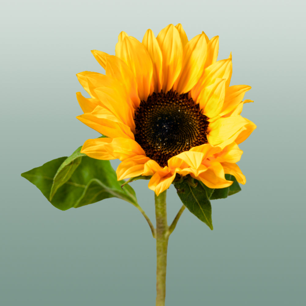 Sunrich Orange Sunflower Stems – 60cm