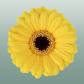 Germini Sunshine