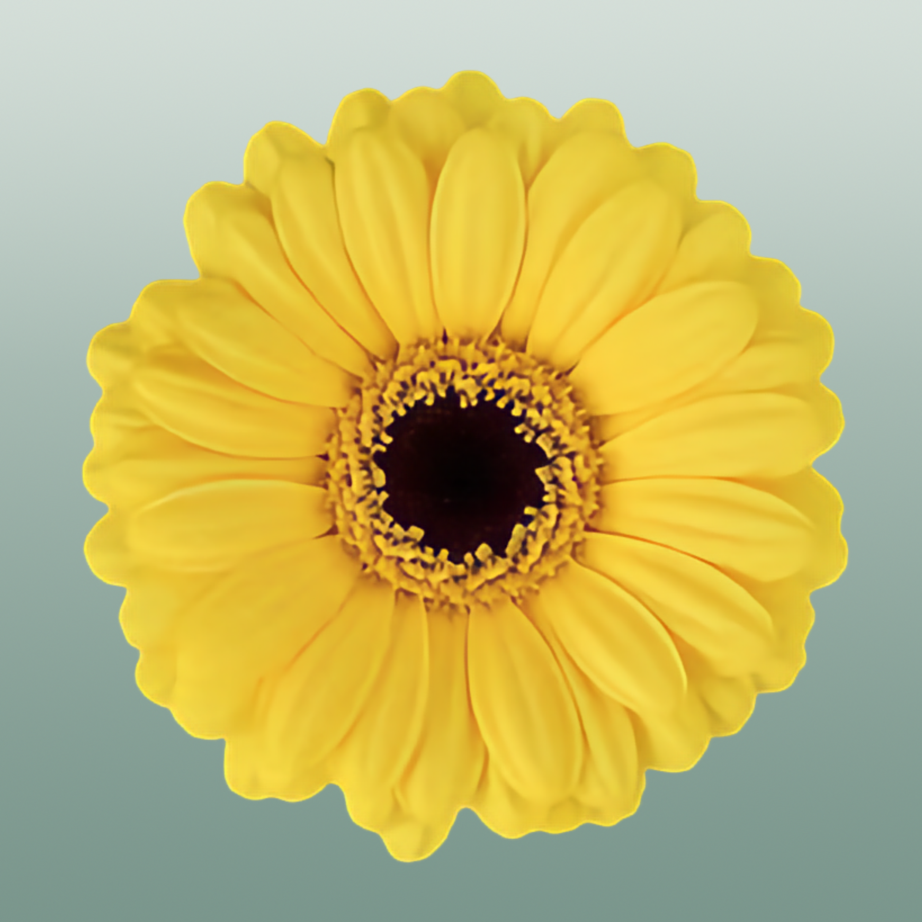 Germini Sunshine