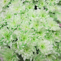 Chrysanthemum Spray Dyed Euro Sweet Groen