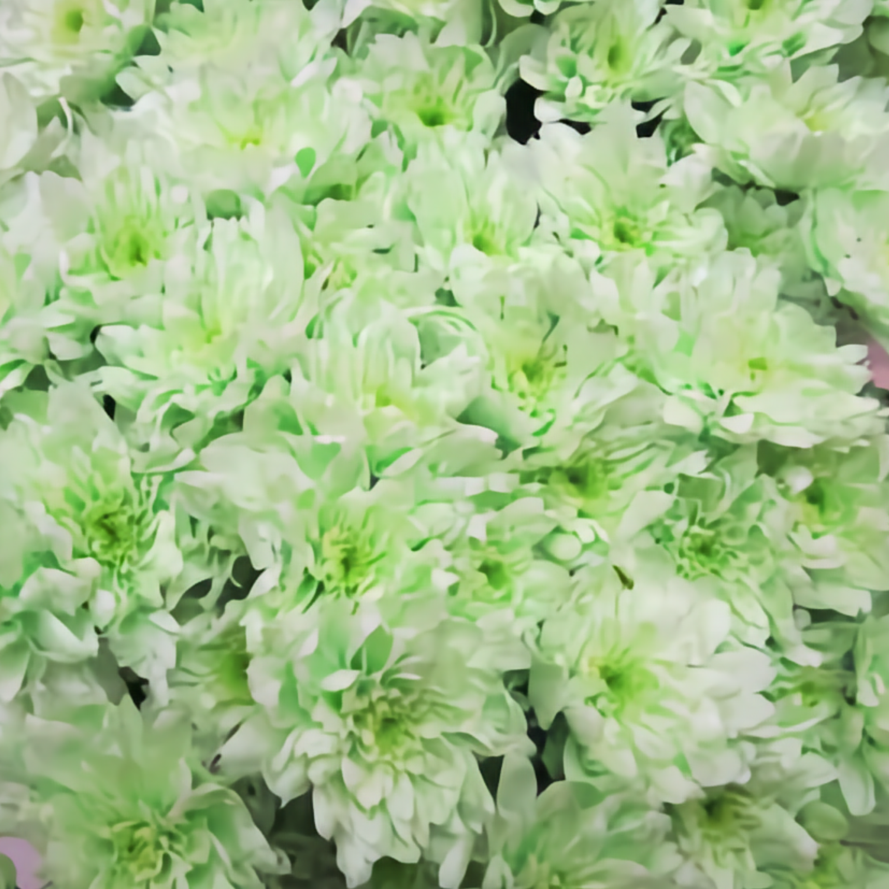 Chrysanthemum Spray Dyed Euro Sweet Groen