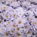 Chrysanthemum Spray Dyed Euro Sweet Milka
