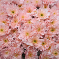 Chrysanthemum Spray Euro Dyed Pink