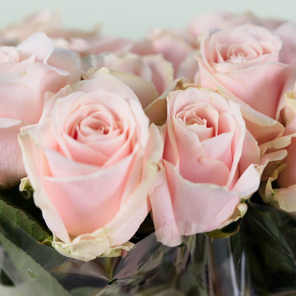 Rose - Rosa - Sweet Avalanche+