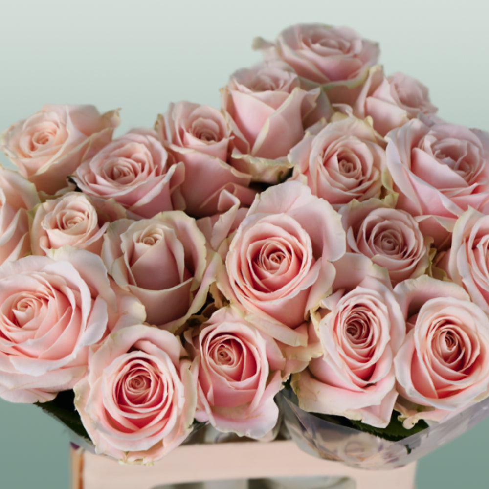 Rose - Rosa - Sweet Avalanche+