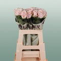 Rose - Rosa - Sweet Avalanche+