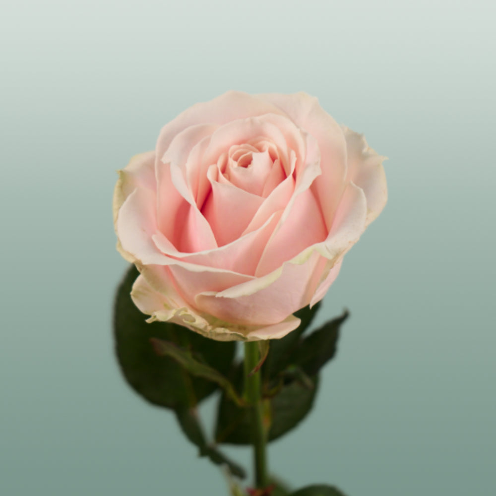 Rose - Rosa - Sweet Avalanche+