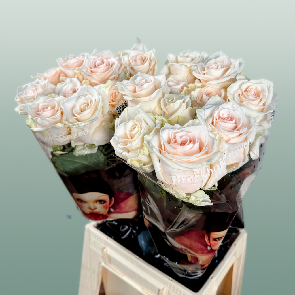 Rose - Rosa - Sweet Caroline