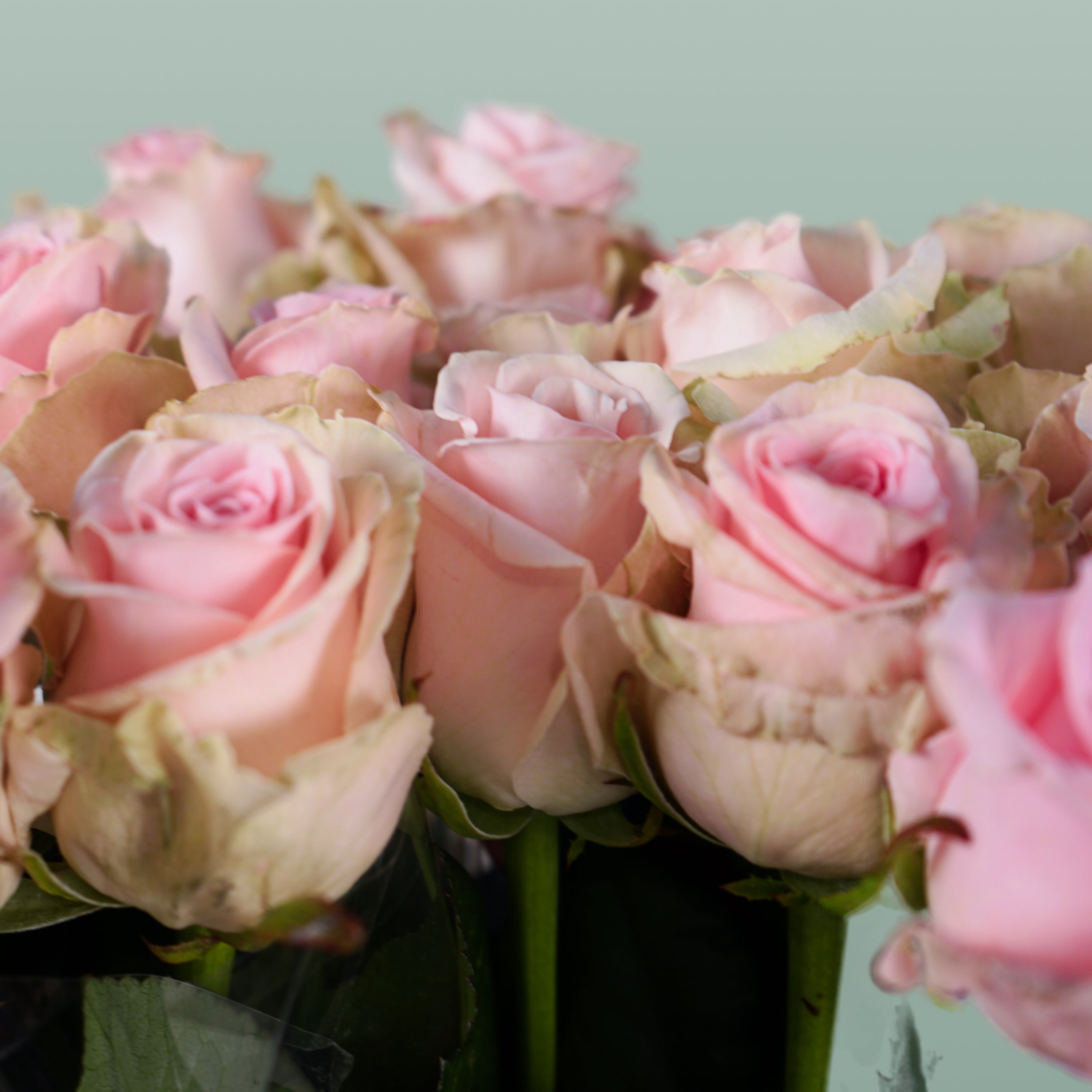 Rose - Rosa - Sweet Dolomiti