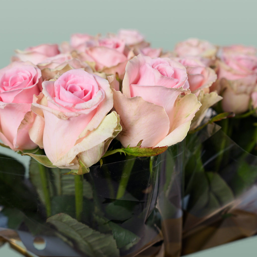 Rose - Rosa - Sweet Dolomiti