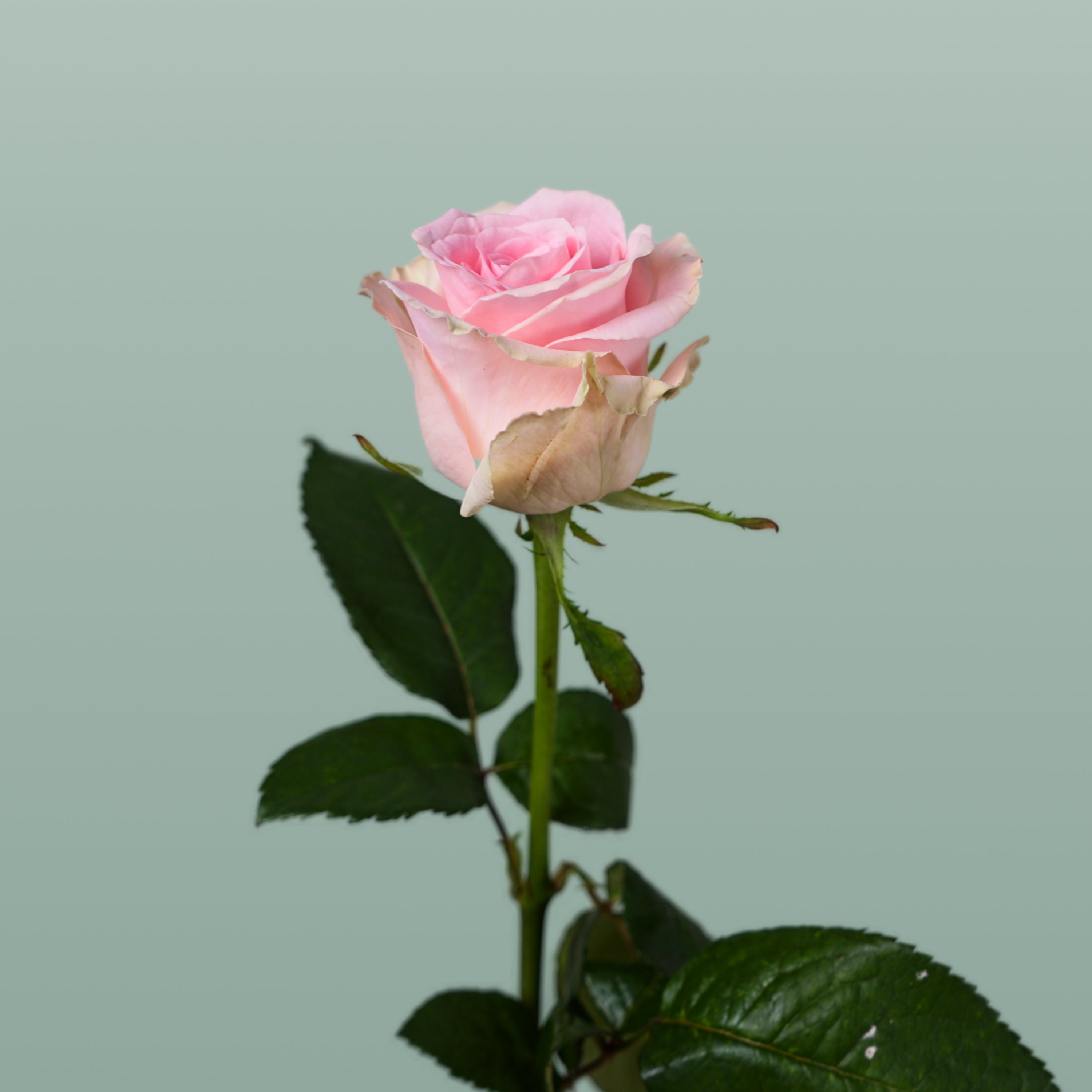 Rose - Rosa - Sweet Dolomiti
