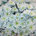 Chrysanthemum Spray Dyed Euro Sweet Blauw
