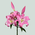 Lily - Lilium - Tabledance