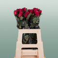 Rose - Rosa - Tacazzi+