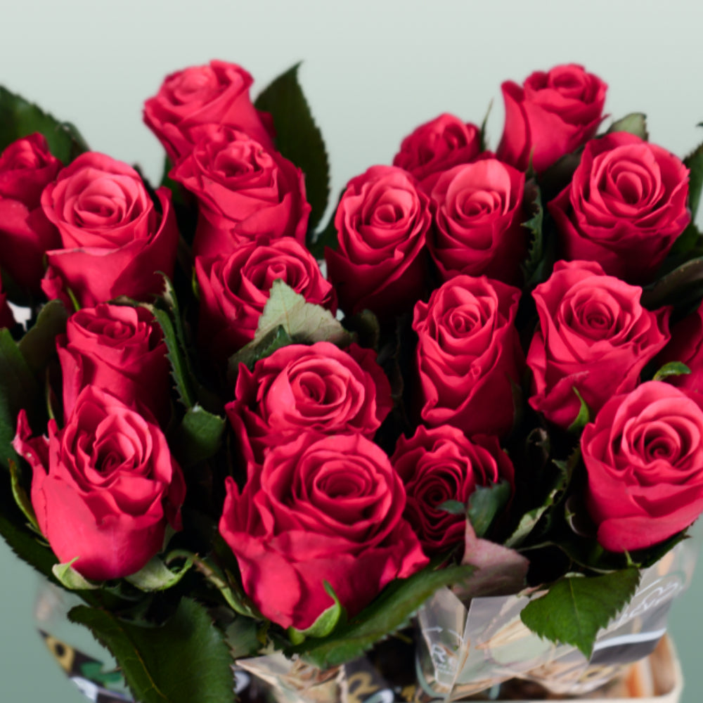 Rose - Rosa - Tacazzi+