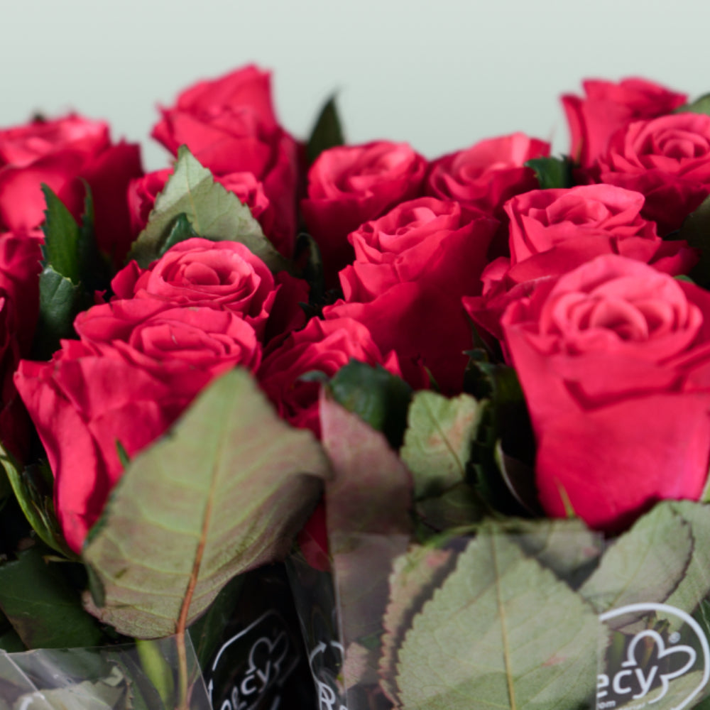 Rose - Rosa - Tacazzi+