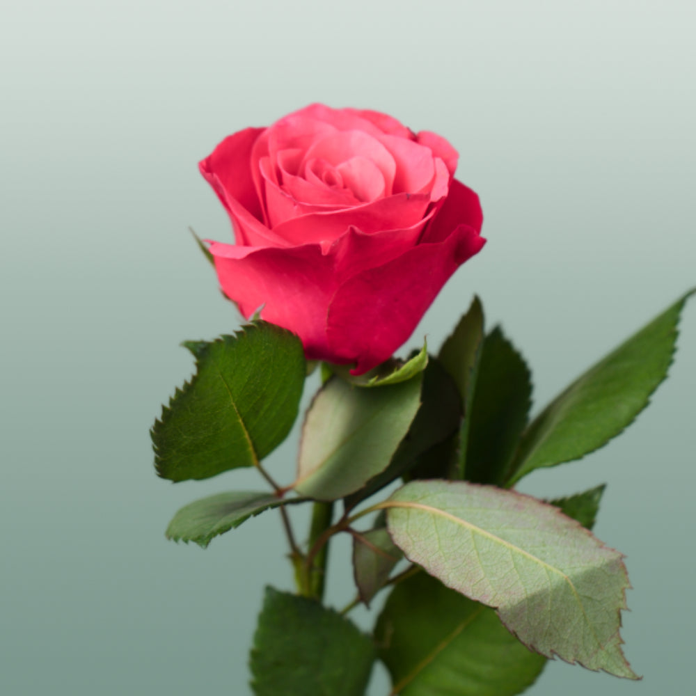 Rose - Rosa - Tacazzi+