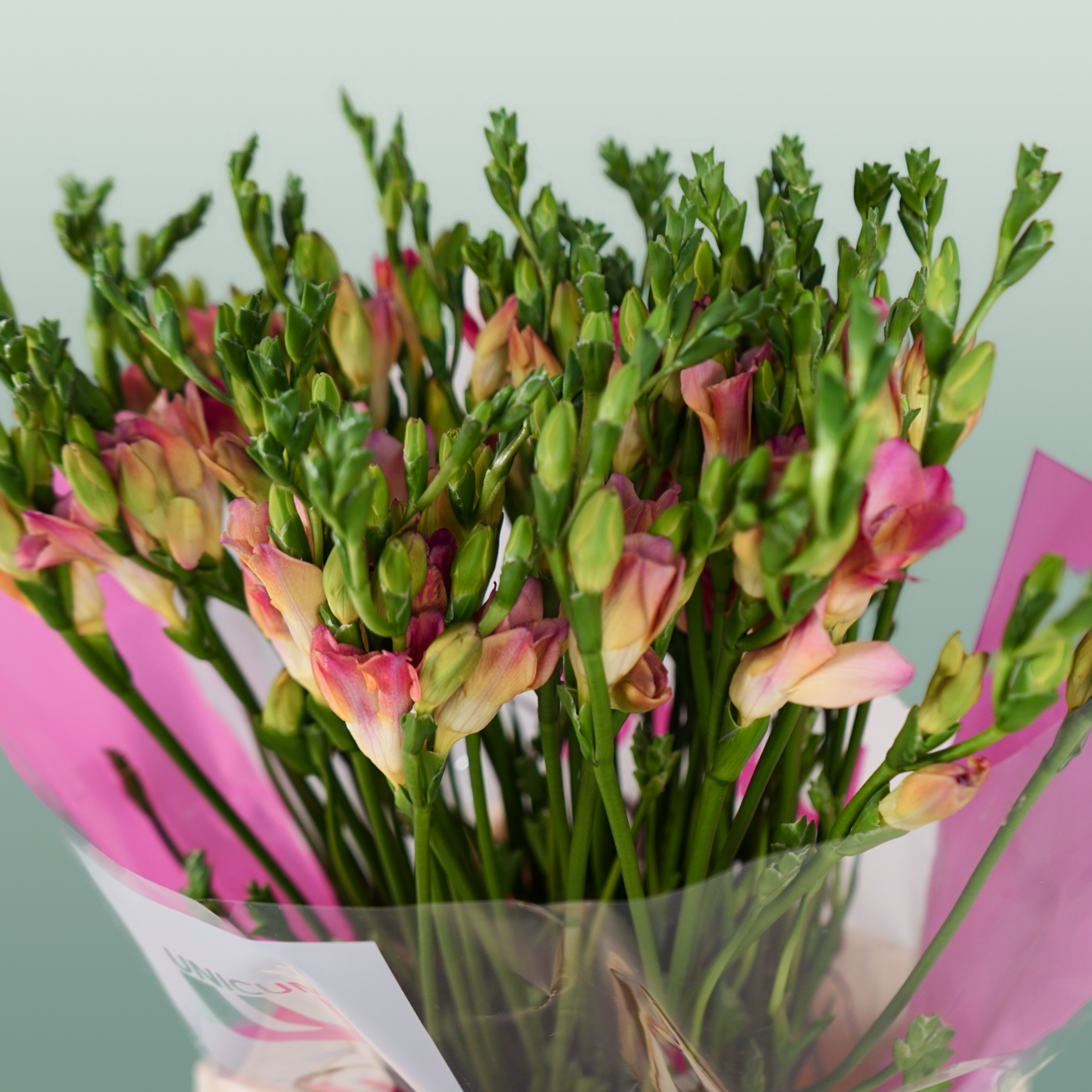 Freesia Temptation