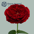 Rose - Rosa - David Austin Tess