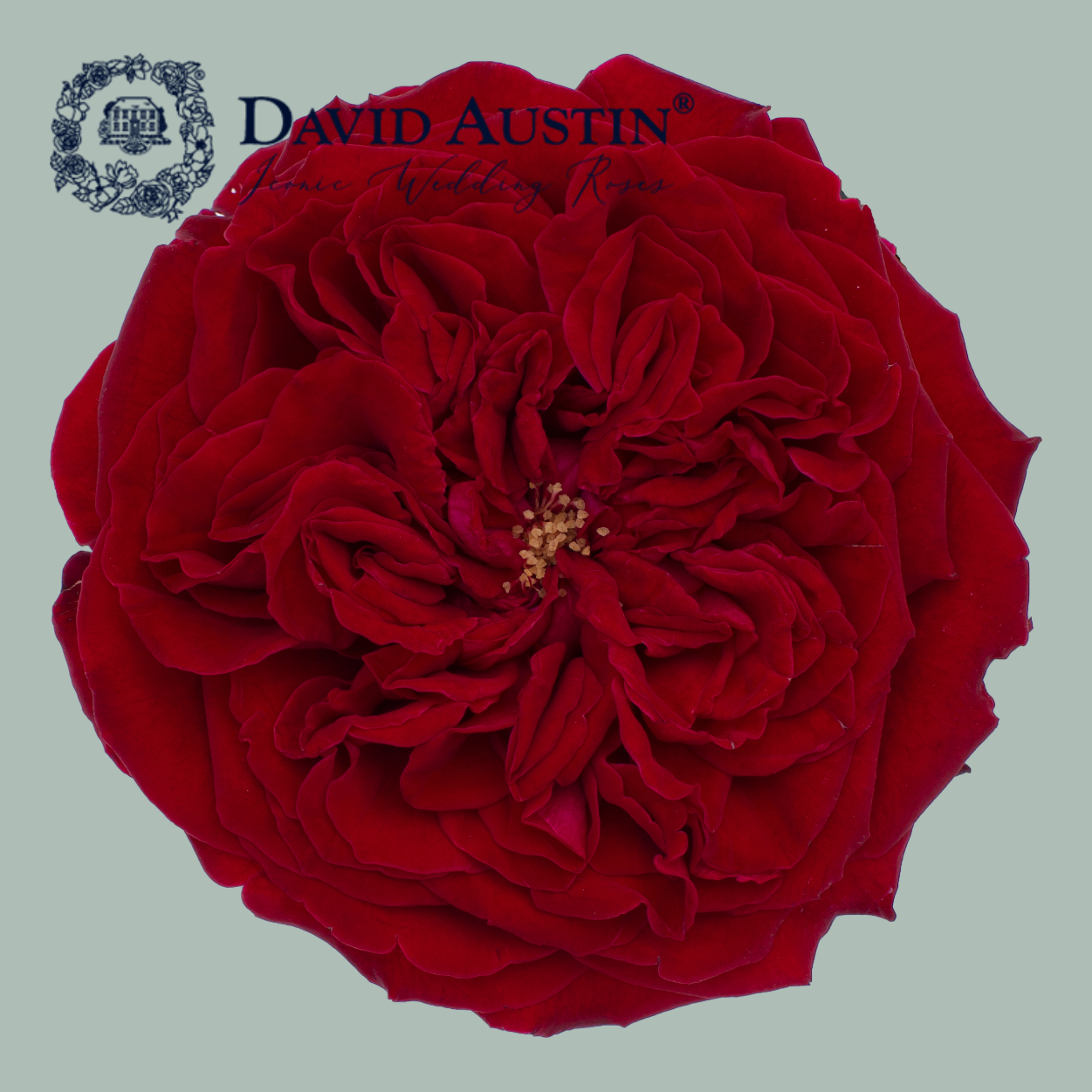 Rose - Rosa - David Austin Tess