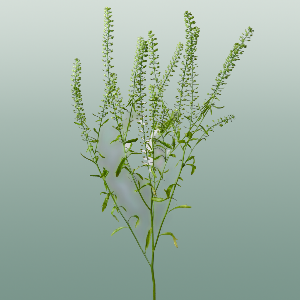 Lepidium Green Bell Thlaspi