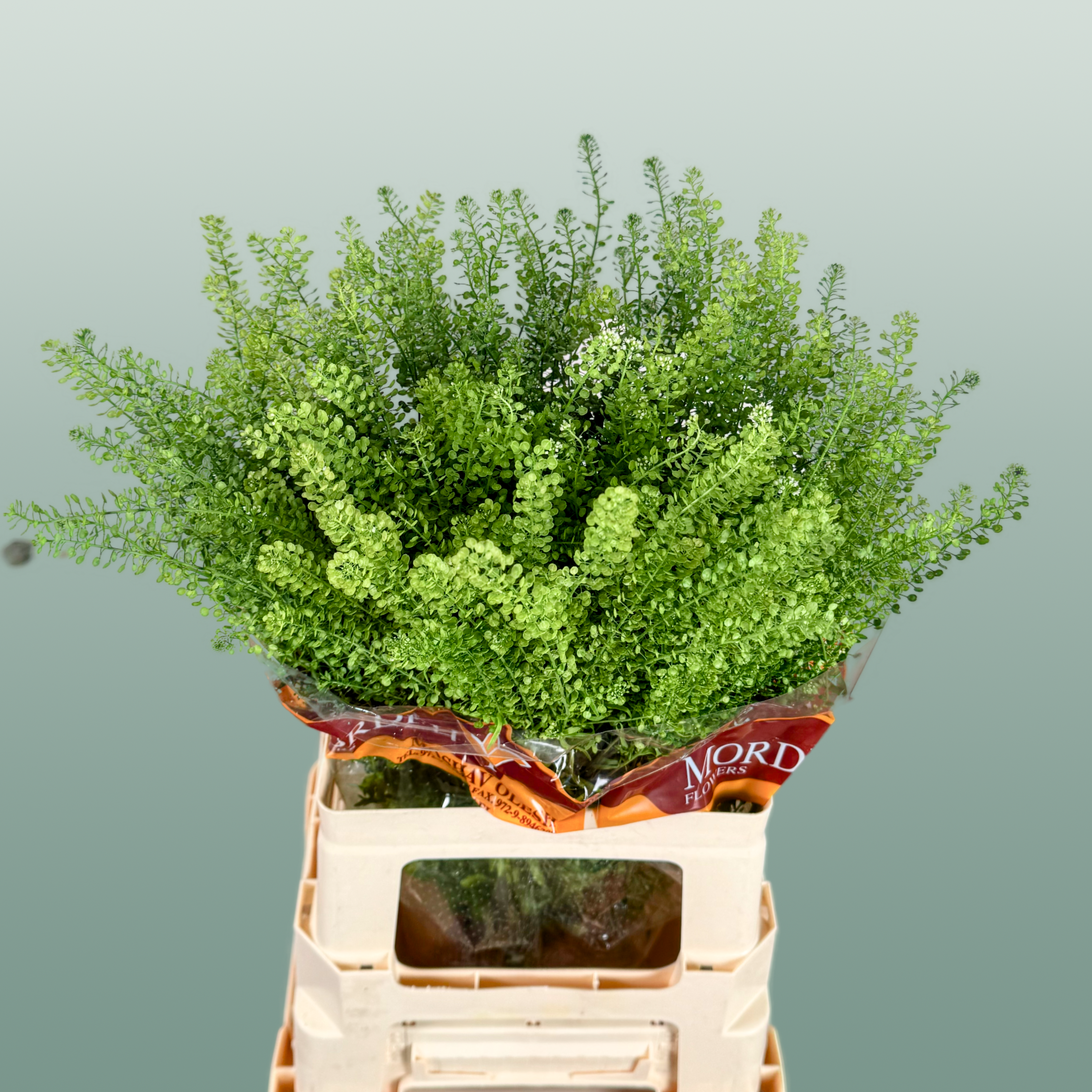 Lepidium Green Bell Thlaspi