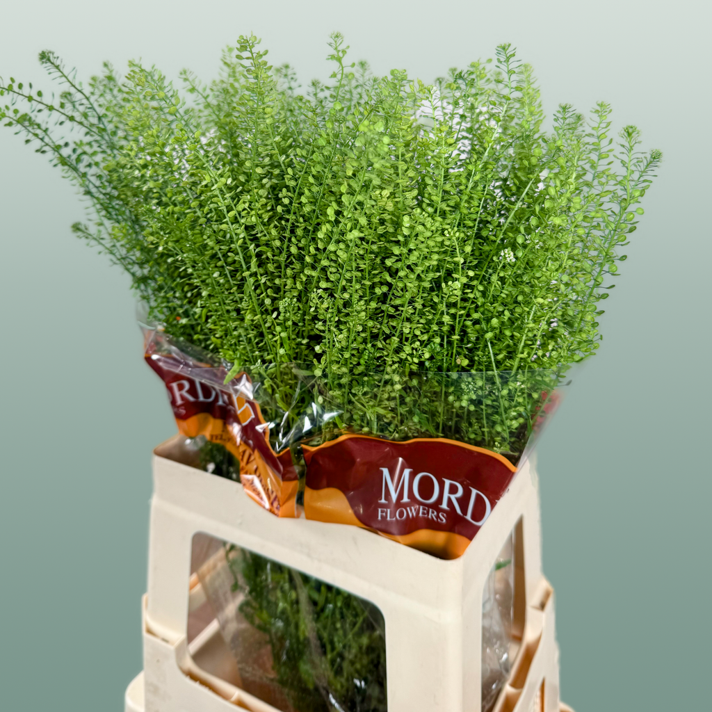 Lepidium Green Bell Thlaspi