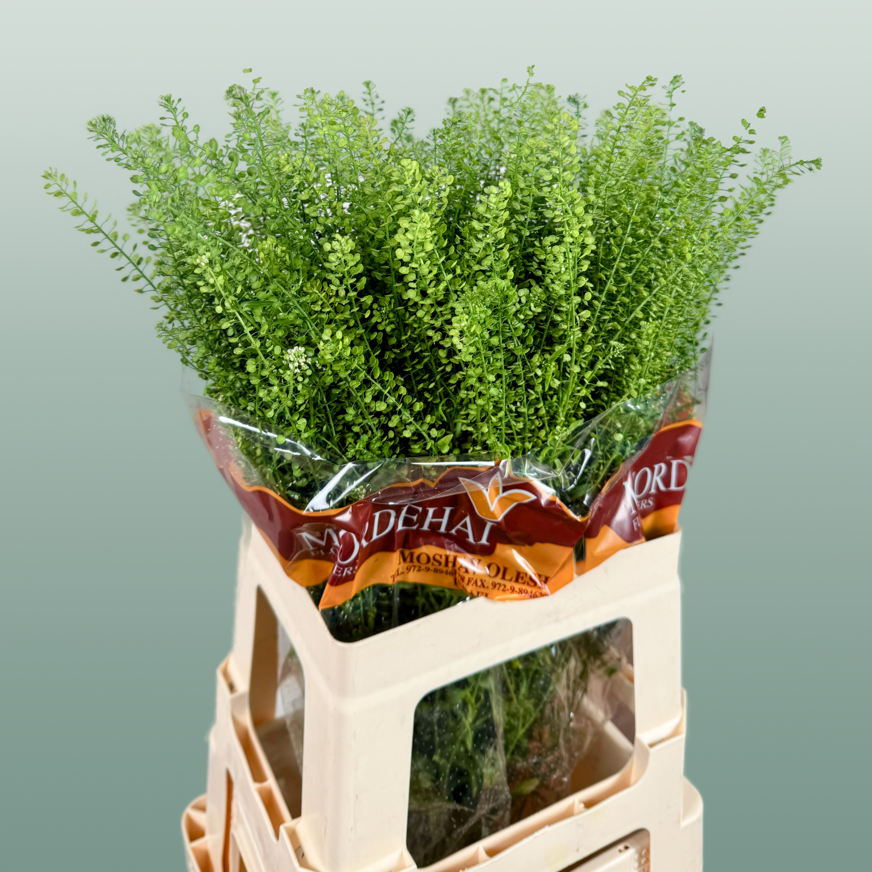 Lepidium Green Bell Thlaspi