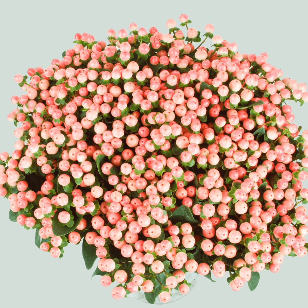 Orange Hypericum ‘Allhytia’ Cut Stems – 50cm
