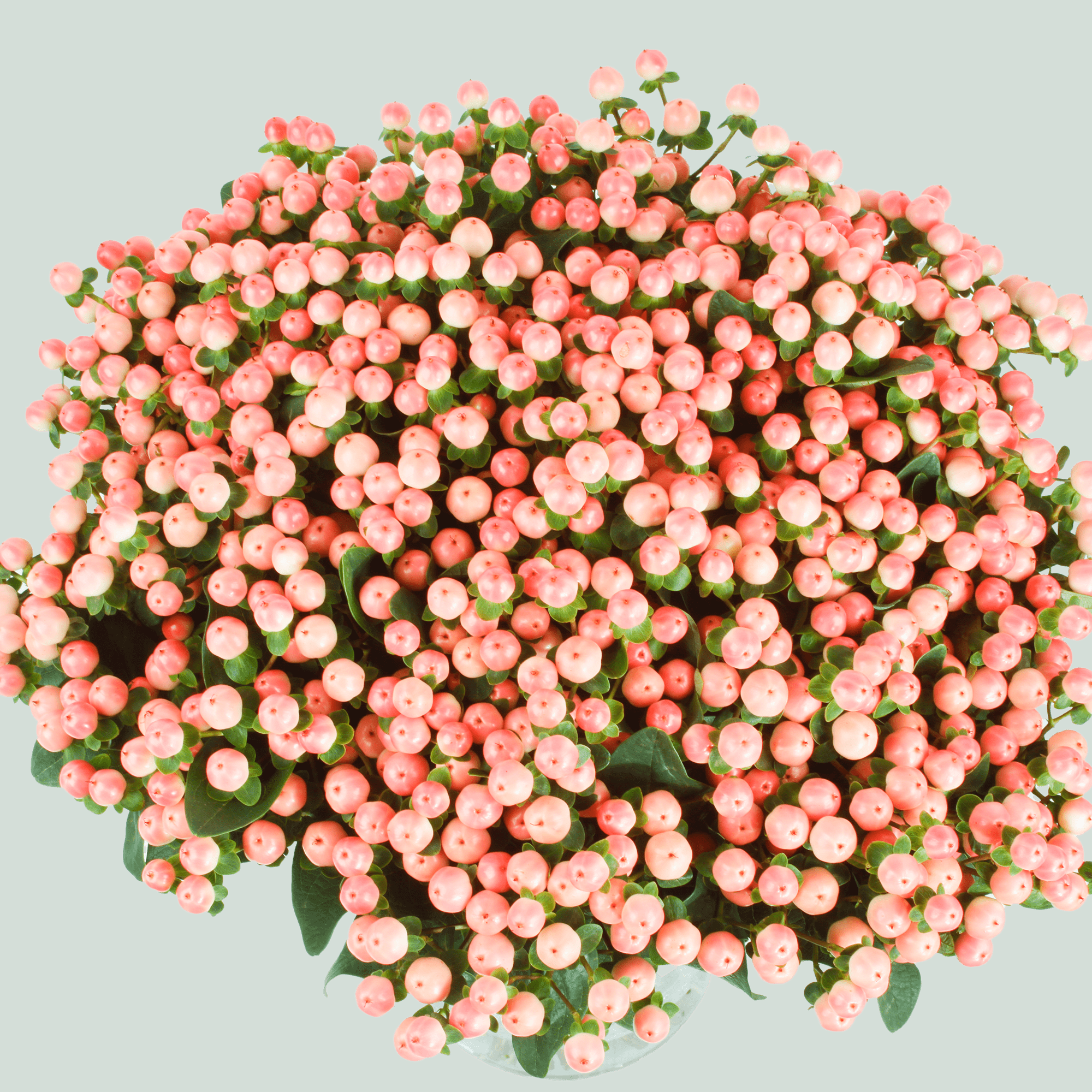 Orange Hypericum ‘Allhytia’ Cut Stems – 50cm
