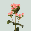 Orange Hypericum ‘Allhytia’ Cut Stems – 50cm