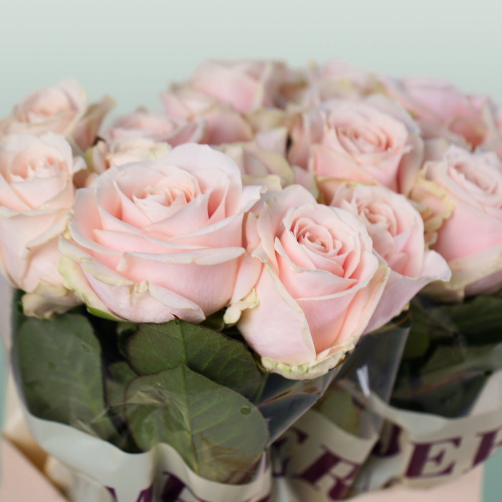 Rose - Rosa - Sweet Avalanche+
