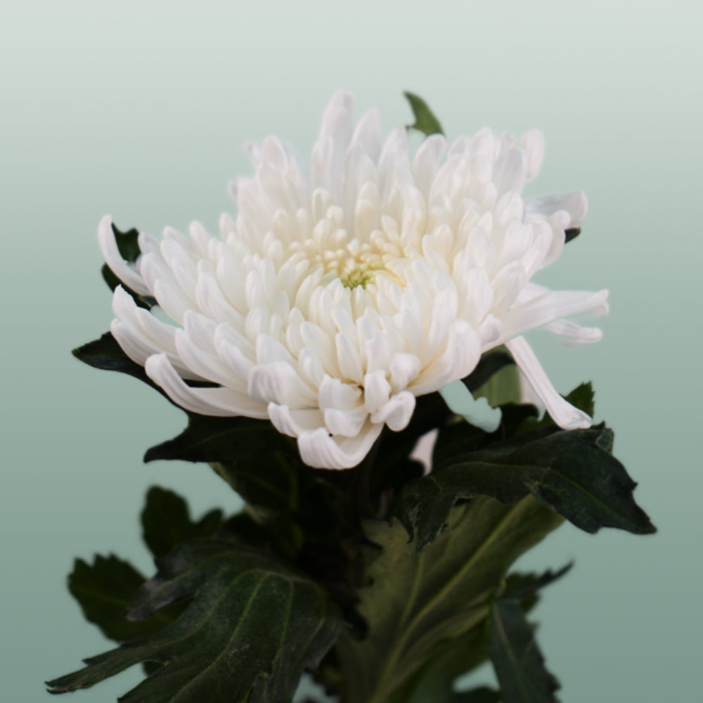 Chrysanthemum G Topspin