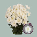 Chrysanthemum Spray Topspin