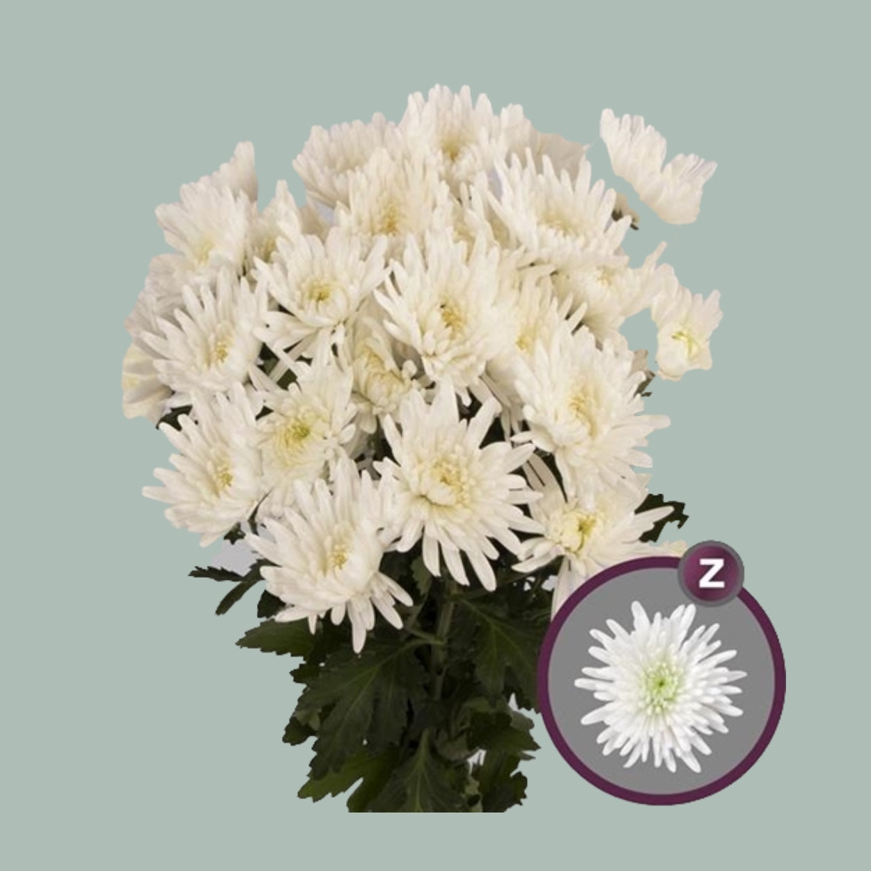 Chrysanthemum Spray Topspin