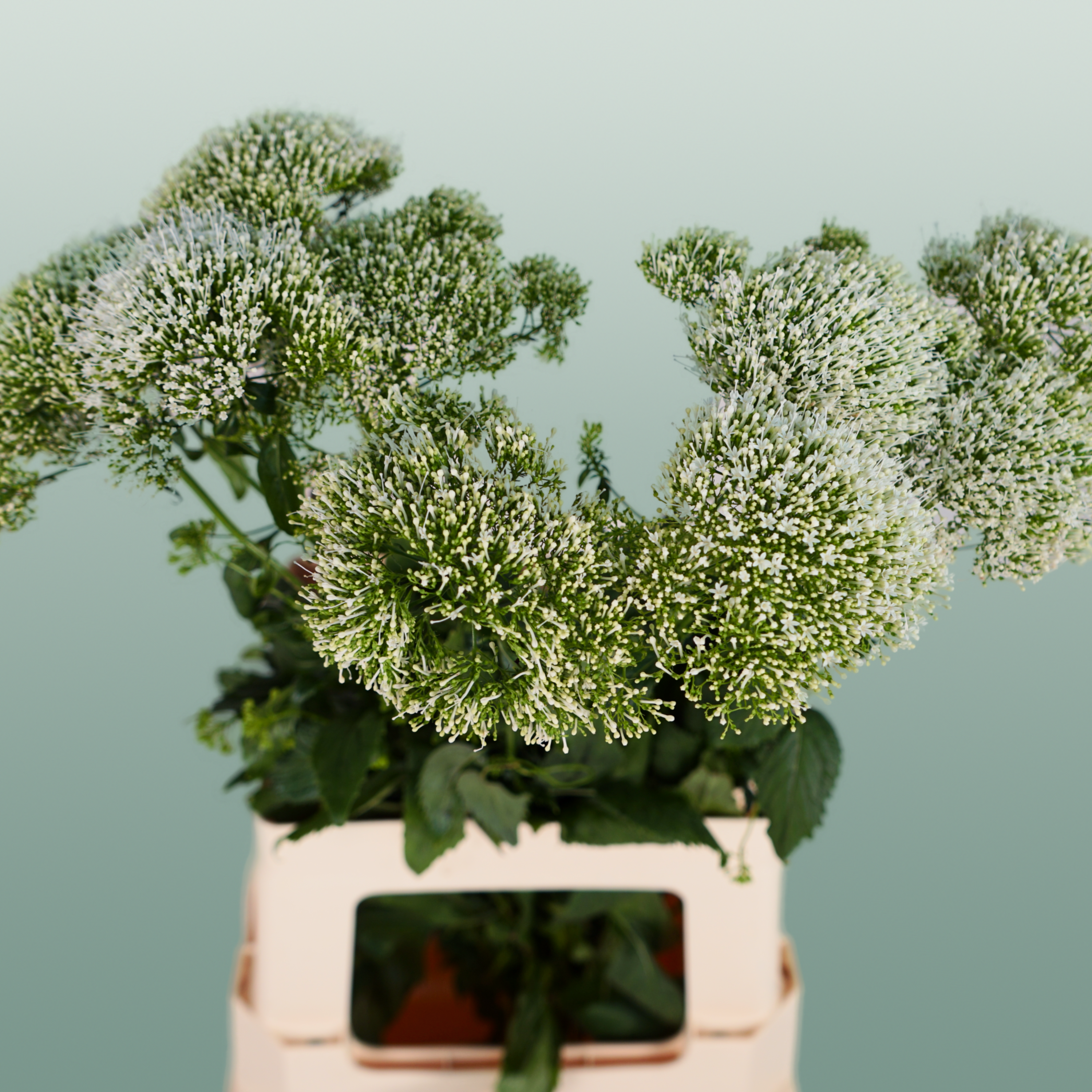 White Trachelium ‘Snowlake’ Cut Stems – 70cm