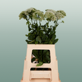 White Trachelium ‘Snowlake’ Cut Stems – 70cm