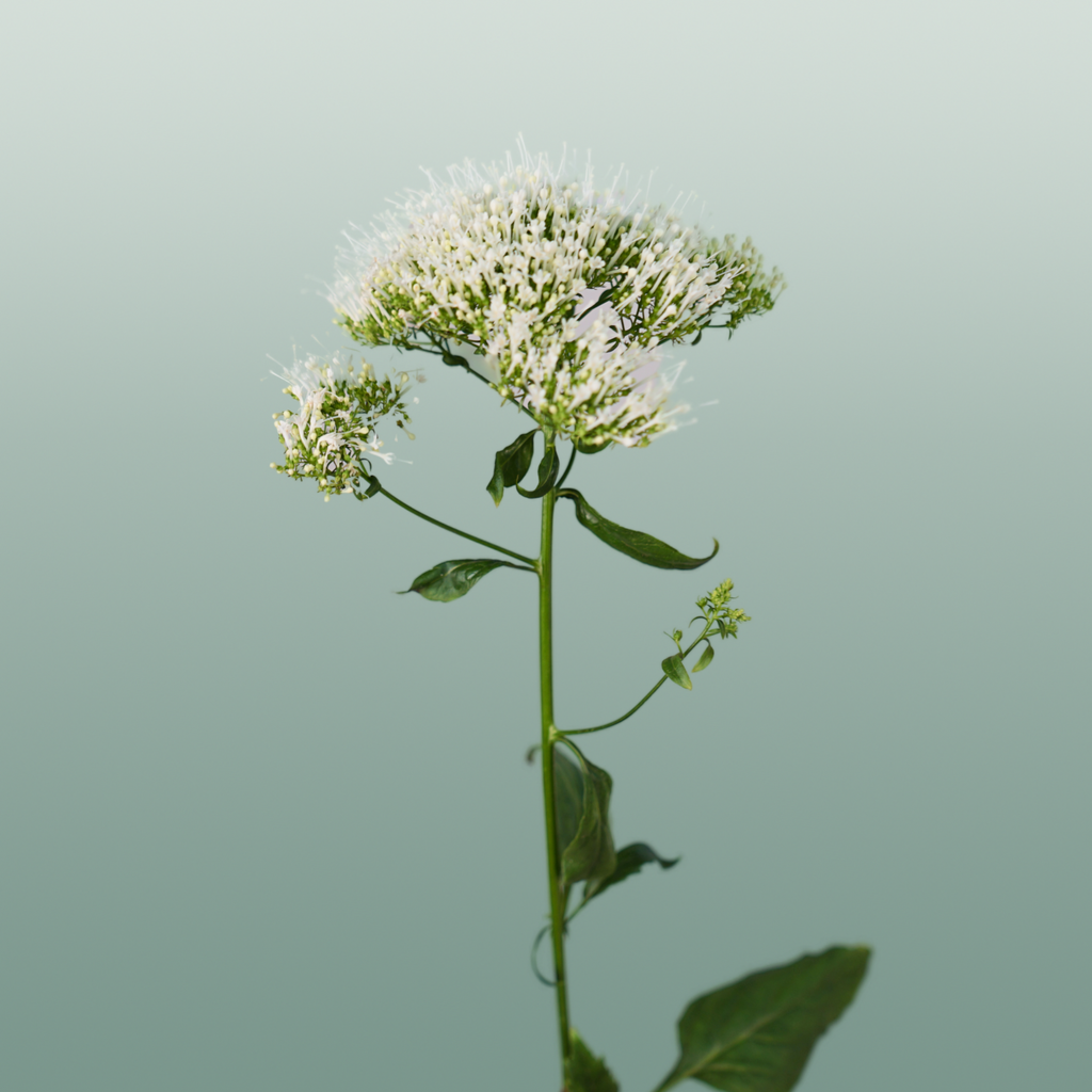 White Trachelium ‘Snowlake’ Cut Stems – 70cm
