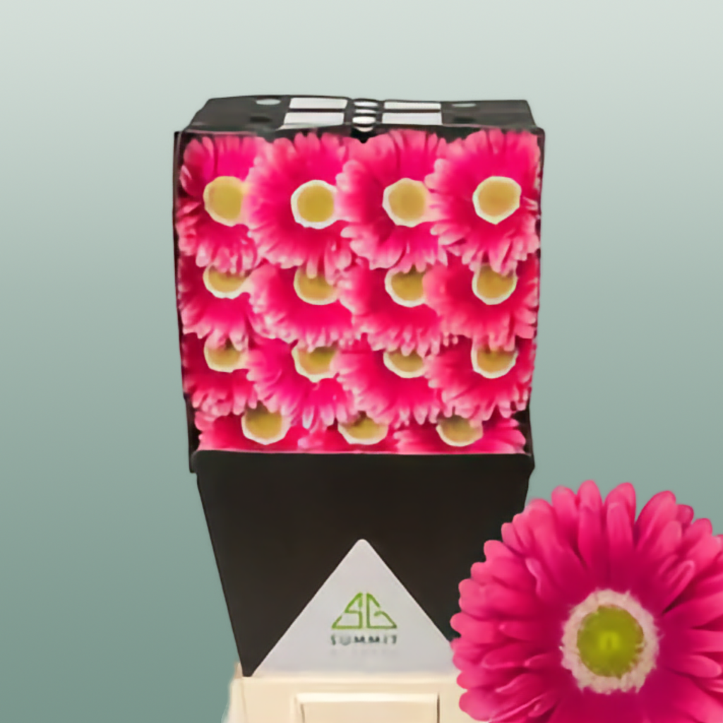 Gerbera Unique