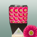 Gerbera Unique